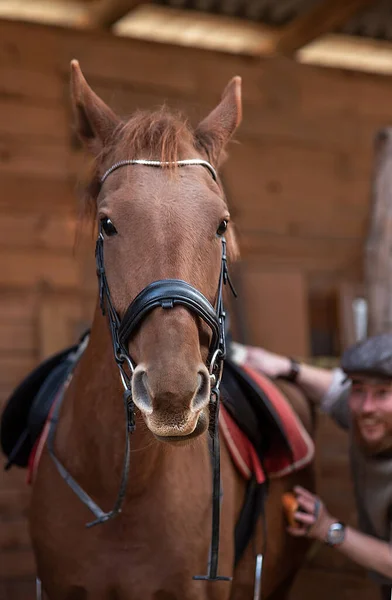 Tahta bir çitin tepesinde duran kahverengi atın yakın çekimi. — Stok fotoğraf