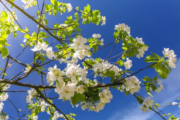 Kwitnące drzewo gałąź apple — Zdjęcie stockowe