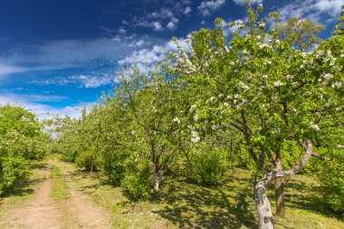 Çiçek açan elma ağaçlarında meyve bahçesi