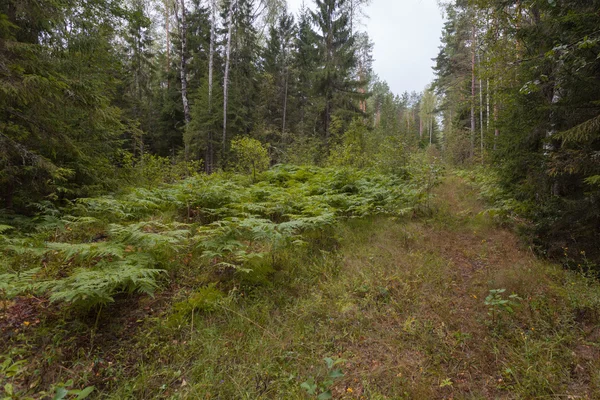 Bulutlu yaz günü ormanda