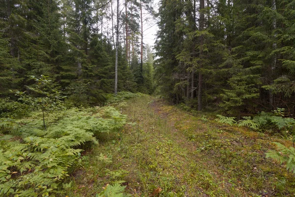 Bulutlu yaz günü ormanda