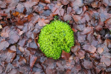 Yere düşen yapraklar ile yeşil yosun