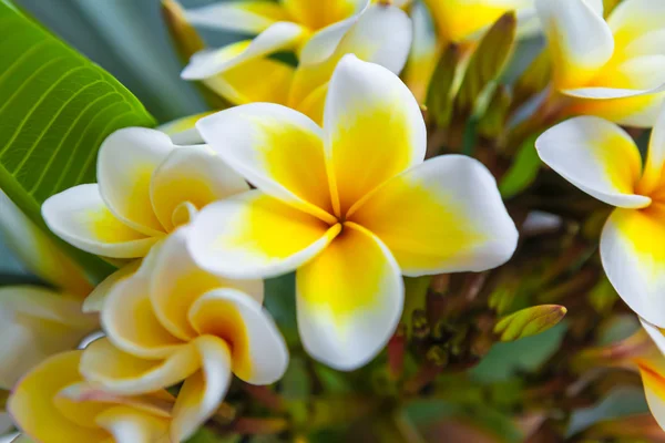 Vit frangipani tropisk blomma, plumeria blomma blommar på trädet, spa blomma på starkt solljus. — Stockfoto