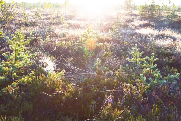 Паутина с капельками воды на рассвете в поле рано утром — стоковое фото
