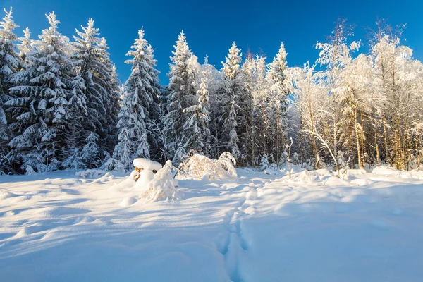 Winterwald und Schritte im Tiefschnee an frostigen Sonnentagen — Stockfoto