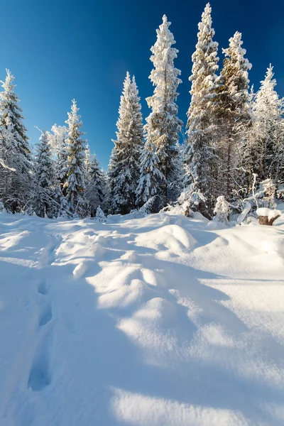 Winterwald und Schritte im Tiefschnee an frostigen Sonnentagen — Stockfoto