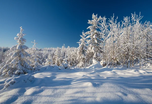 Winter forest with deep snow on frosty sunny day Royalty Free Stock Images