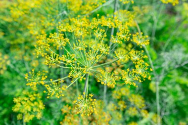Dereotlu şemsiyeli arka plan ya da olgunlaşmış rezene tohumlu. Taze dereotu bahçesi şemsiyelerinin yakın görüntüsü.