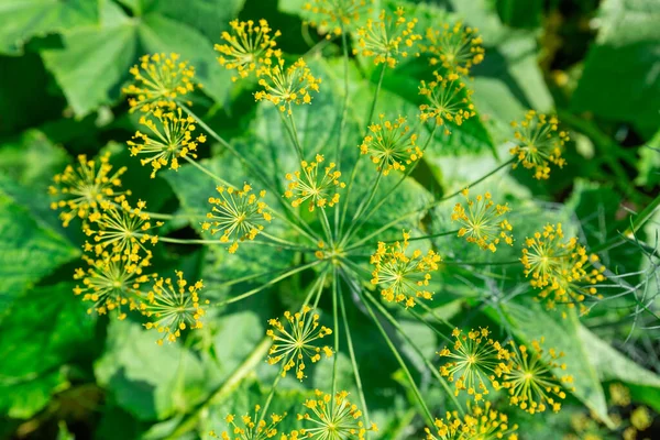 Hintergrund sind Dillschirme oder reifende Fenchelsamen. Blick aus nächster Nähe auf frische Dill-Sonnenschirme im Garten. — Stockfoto