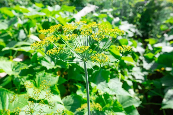 Hintergrund sind Dillschirme oder reifende Fenchelsamen. Blick aus nächster Nähe auf frische Dill-Sonnenschirme im Garten. — Stockfoto