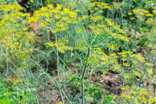 Bakgrund med dill paraplyer eller mognad fänkålsfrön. Närbild av färska dill trädgård paraplyer. — Stockfoto