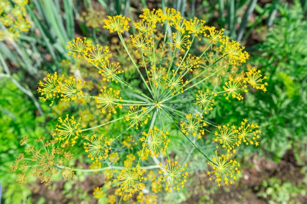 Hintergrund sind Dillschirme oder reifende Fenchelsamen. Blick aus nächster Nähe auf frische Dill-Sonnenschirme im Garten. — Stockfoto