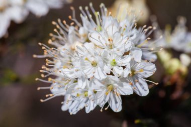 Minik beyaz çiçeklerin ve renkli çimen arka planının makroskobu. Kapat..