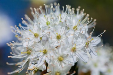 Minik beyaz çiçeklerin ve renkli çimen arka planının makroskobu. Kapat..