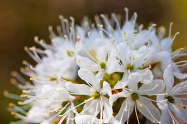 Minik beyaz çiçeklerin ve renkli çimen arka planının makroskobu. Kapat..