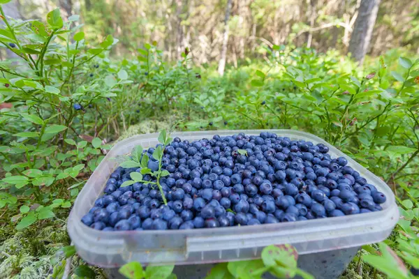 罐子，里面装满蓝莓在森林里 — 图库照片