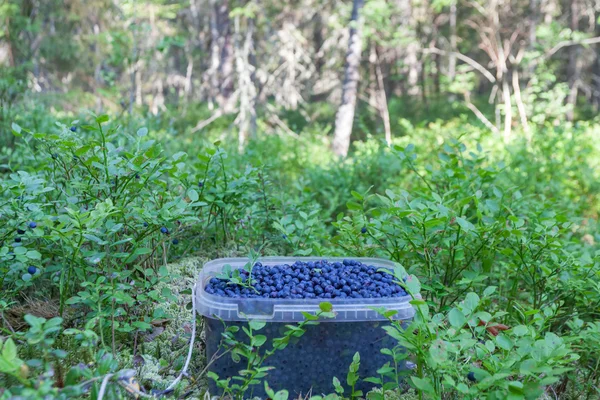 Pot vol bosbessen in het forest — Stockfoto