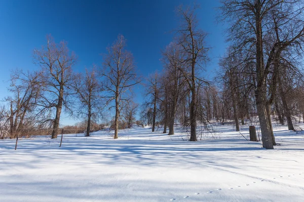 Der Winterpark mit Schnee — Stockfoto