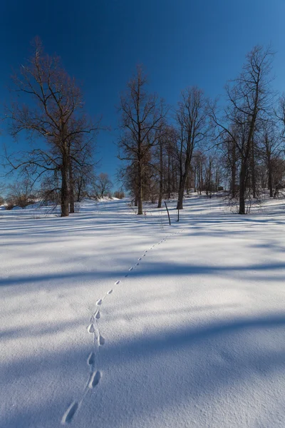 Der Winterpark mit Schnee — Stockfoto