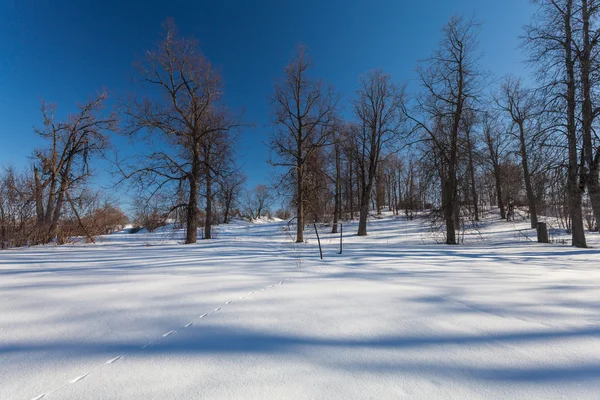 Der Winterpark mit Schnee — Stockfoto