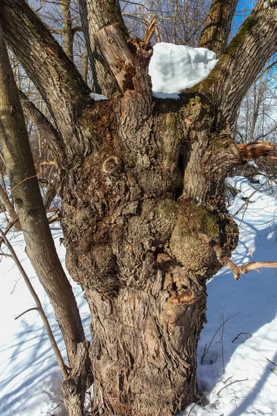 El extraño e inusual tronco de árbol — Foto de Stock