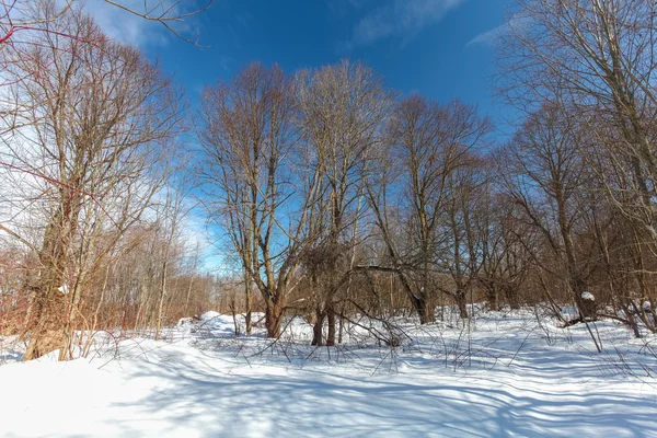 Der Winterpark mit Schnee und Schatten — Stockfoto