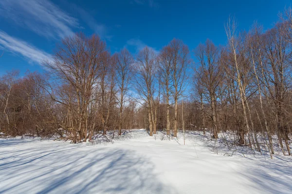 Der Winterpark mit Schnee und Schatten — Stockfoto