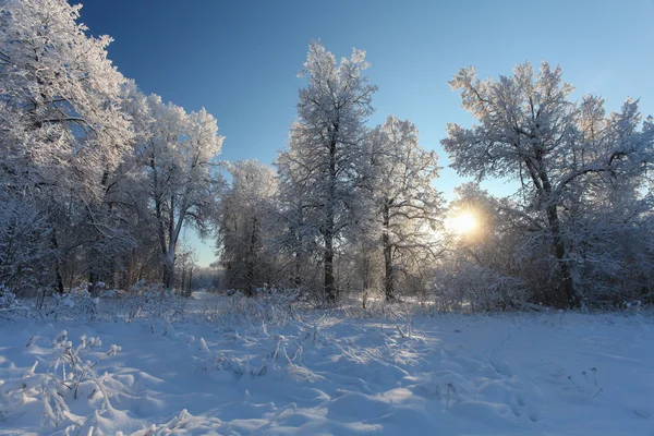 Зимний парк со снегом — стоковое фото