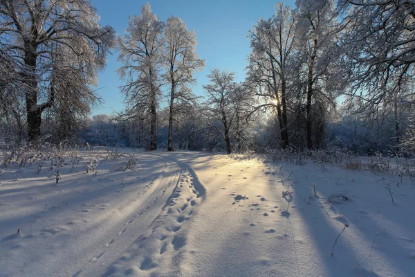 Der Winterpark mit Schnee — Stockfoto