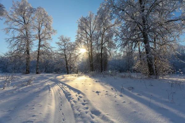 Der Winterpark mit Schnee — Stockfoto