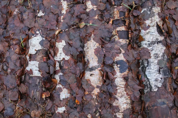 Fond de feuilles d'automne flétries sur les troncs de bouleaux — Photo