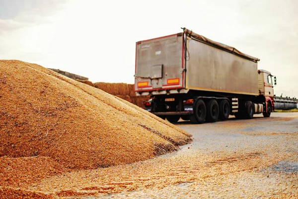 Reifer Mais Auf Haufen Der Für Den Transport Vorbereitet Wird — Stockfoto