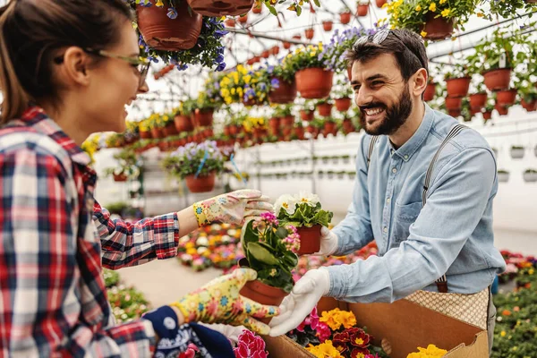 Man Geeft Vrouw Potten Met Bloemen Helpt Haar Organiseren Tuininterieur — Stockfoto