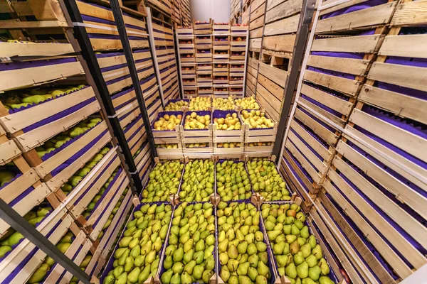 Pears Crates Ready Shipping Cold Storage Interior — Stock Photo, Image