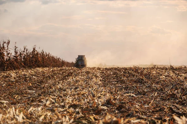 옥수수 옥수수를 수확하는 수확기를 앞으로 나옵니다 백라이트 — 스톡 사진