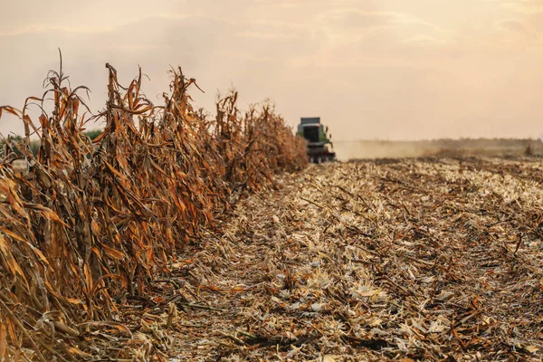 Пейзаж Кукурузного Поля Осенью Фоновом Комбайне Собирающем Кукурузу Выходящем Вперед — стоковое фото