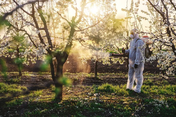 Man in protective suit and mask walking trough orchard with pollinator machine on his backs and spraying trees.