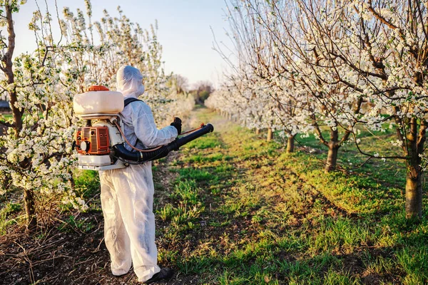 Farmer in protective suit and mask walking trough orchard with pollinator machine on his backs and spraying fruit trees with pesticides.