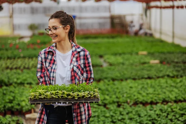 Dueño Sonriente Una Pequeña Empresa Parado Invernadero Sosteniendo Cajón Con — Foto de Stock