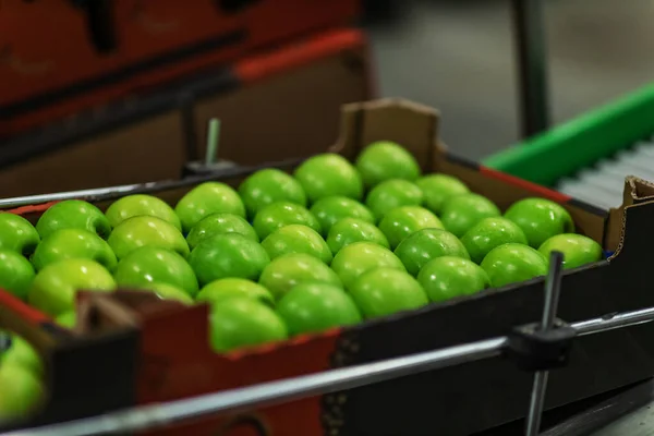 Sulu Yeşil Elma Hasadı Ayıklama Paketleme Doğal Yapımı Meyvelerin Organik — Stok fotoğraf