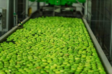 Organic fruit and vegetable industry. Production of green apples in a factory for the production and distribution of fruits. Floating apple, cleaning of ripe apples in the production plant with water clipart