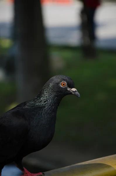 Pombo-de-boca-fechada — Fotografia de Stock