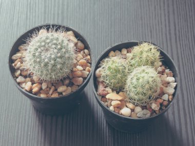 bulanık, en iyi görünümü kaktüsün üzerinde tablo vintage filtresi