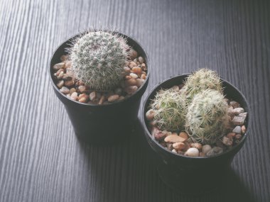 bulanık, en iyi görünümü kaktüsün üzerinde tablo vintage filtresi