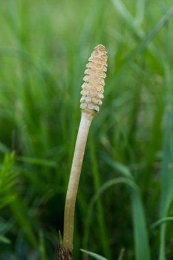 O at kuyruğu Harappa içinde büyür.