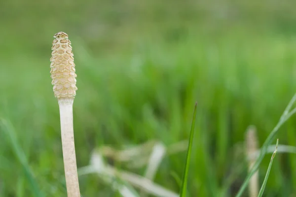 It is horsetail grows in Harappa. — Stock Photo, Image