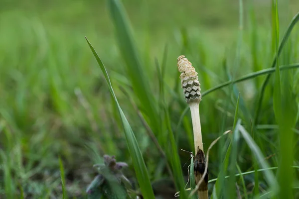 It is horsetail grows in Harappa. — Stock Photo, Image