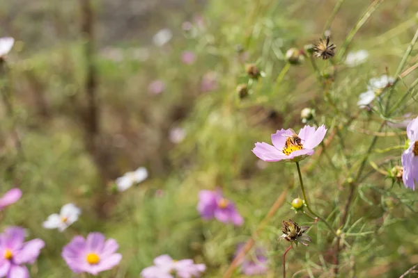 Cosmos — Stock Photo, Image