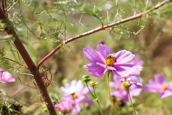 Cosmos — Stock Photo, Image