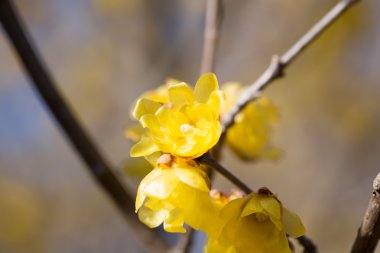 Sarı Erik çiçeği